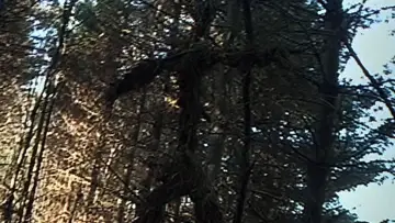 Backdrop to the movie "The Blair Witch Project" #1797247