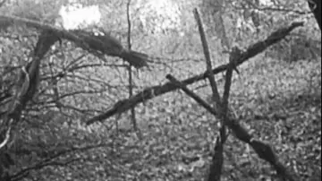 Backdrop to the movie "The Blair Witch Project" #697469