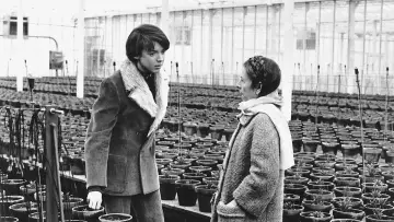 Backdrop to the movie "Harold and Maude" #985904