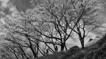 Backdrop to the movie "The Naked Island" #1635249