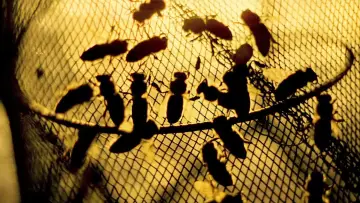 Backdrop to the movie "The Spirit of the Beehive" #985705