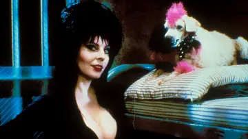 Backdrop to the movie "Elvira: Mistress of the Dark" #278256
