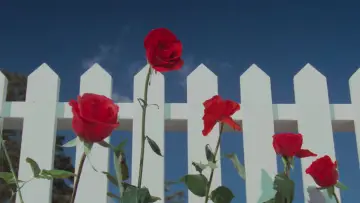 Backdrop to the movie "Blue Velvet" #930299