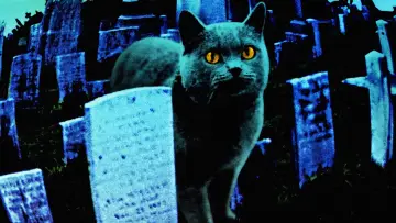 Backdrop to the movie "Pet Sematary" #276058