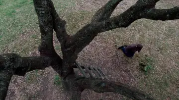 Backdrop to the movie "The Tree of Life" #852787