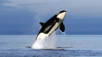 Backdrop to the movie "Free Willy 2: The Adventure Home" #360064