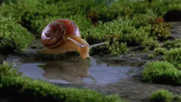 Backdrop to the movie "Microcosmos" #1101975