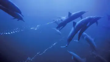 Backdrop to the movie "Deep Blue" #481993