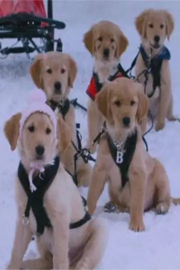 Snow Buddies