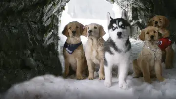 Backdrop to the movie "Snow Buddies" #426609