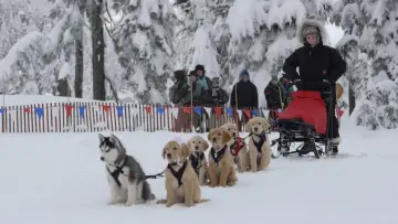 Backdrop to the movie "Snow Buddies" #426616