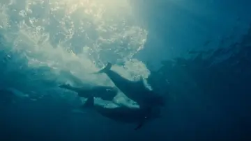 Backdrop to the movie "Aquamarine" #1580960