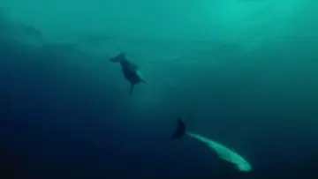 Backdrop to the movie "Aquamarine" #869241