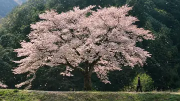 Backdrop to the movie "The Taste of Tea" #1649849