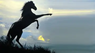 Backdrop to the movie "The Black Stallion" #1041158