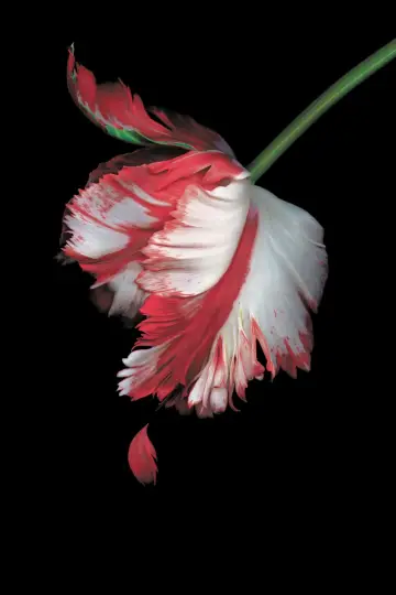 Poster to the movie "The Twilight Saga: New Moon" #309212