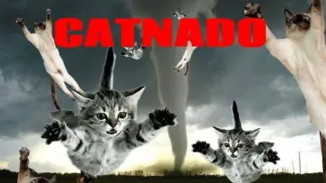 Backdrop to the movie "Catnado" #1786319