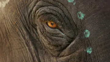 Backdrop to the movie "The Elephant Whisperers" #1851878