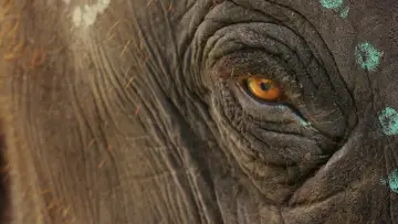 Backdrop to the movie "The Elephant Whisperers" #1851879