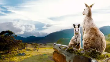 Backdrop to the movie "Kangaroo Valley" #1857772