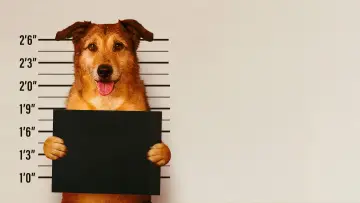 Backdrop to the movie "Dog on Trial" #591038