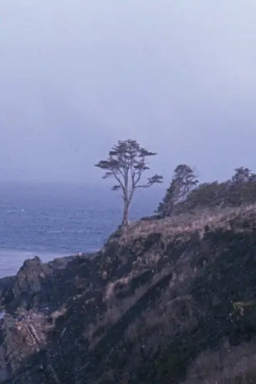 Poster to the movie "The Tree" #1171320