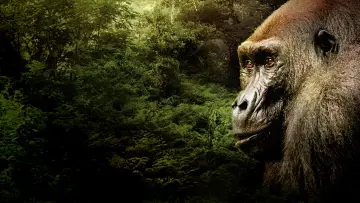Backdrop to the movie "Gorillas Close Up" #1663180