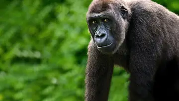 Backdrop to the movie "Gorillas Close Up" #1663182