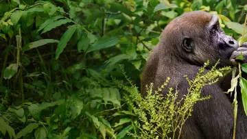 Backdrop to the movie "Gorillas Close Up" #1663183