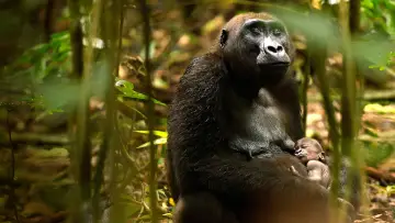 Backdrop to the movie "Gorillas Close Up" #1663184