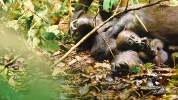 Backdrop to the movie "Gorillas Close Up" #1663185