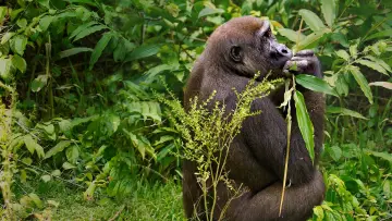 Backdrop to the movie "Gorillas Close Up" #1663186