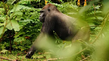 Backdrop to the movie "Gorillas Close Up" #1663187