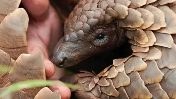 Backdrop to the movie "Pangolin: Kulu