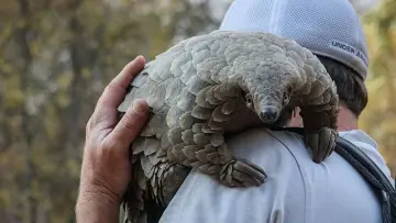 Backdrop to the movie "Pangolin: Kulu