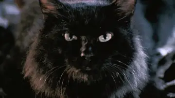 Backdrop to the movie "The Cat" #1138302