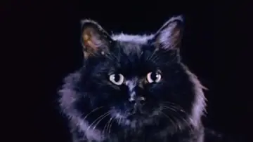 Backdrop to the movie "The Cat" #1138305