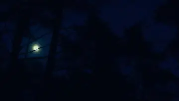 Backdrop to the movie "Evil Does Not Exist" #756355