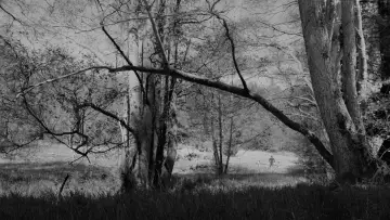 Backdrop to the movie "Rose" #1652088