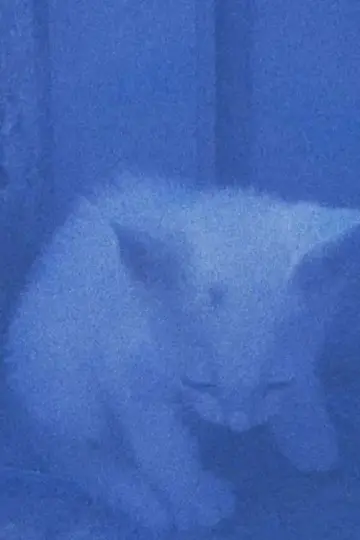 Poster to the movie "I went to the garden of love, reel 1: the cats rescued last night (January 23, 2024)" #198229