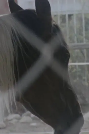 Poster to the movie "Horse Girl" #1012090