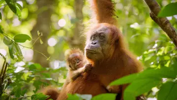 Backdrop to the movie "Secret Lives of Orangutans" #943676
