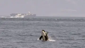Backdrop to the movie "Achtung Orcas! Gefahr vor Gibraltar?" #351135