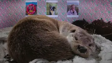 Backdrop to the movie "Billy & Molly: An Otter Love Story" #1015072