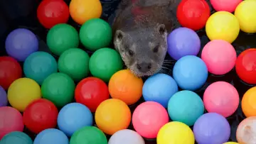 Backdrop to the movie "Billy & Molly: An Otter Love Story" #1015074