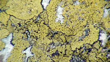Backdrop to the movie "Lichens Are the Way" #1015910