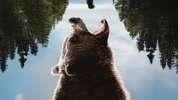 Backdrop to the movie "Grizzly Night" #516518
