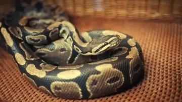 Backdrop to the movie "Anaconda" #442281