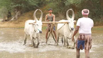 Backdrop to the movie "Bison Kaalamaadan" #786347