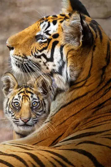 Poster to the movie "Tiger" #463658